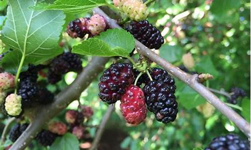 mulberry_mulberry si